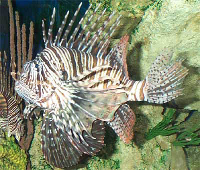 080-Denver Zoo Lionfish